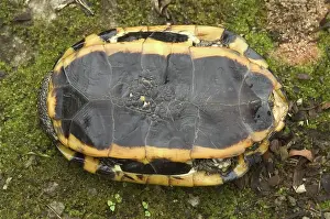 Amazonia: Western Twist-Necked Turtle