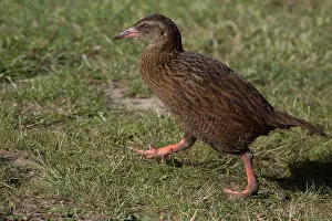 Gallirallus: Western Weka