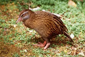 Lost: WESTERN WEKA - foot lost in Opossum trap
