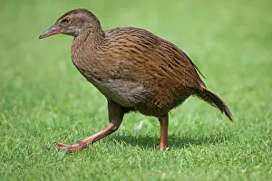 Gallirallus: Western Weka / Woodhen