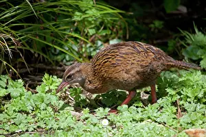 Gallirallus: Western Weka / Woodhen - fossicking