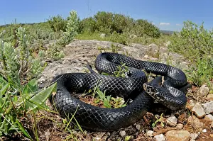 Viridiflavus: Western Whip Snake - in habitat
