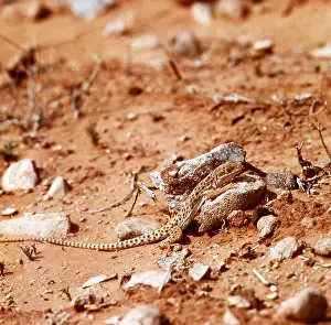 Tom Willock: Western Whiptail Lizard