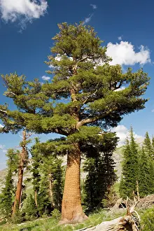 Monticola: Western White Pine