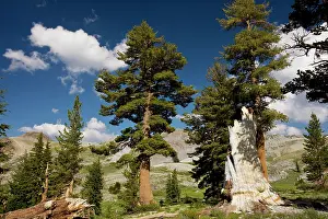 Monticola: Western White Pine