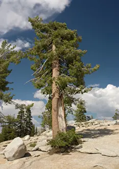 Firs: Western White Pine - old tree growing in crevices in granite