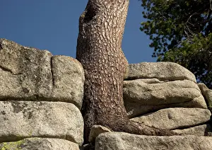 Monticola: Western White Pine - old tree growing in crevices in granite
