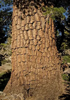 Firs: Western White Pine Tree - close-up at c. 9500 ft