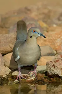 Zenaida: Western White-winged Dove