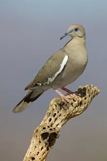 Zenaida: Western White-winged Dove