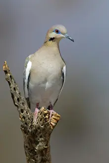 Zenaida: Western White-winged Dove