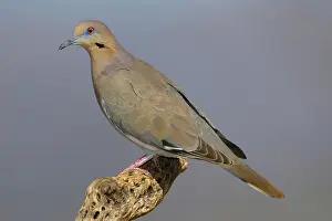 Zenaida: Western White-winged Dove
