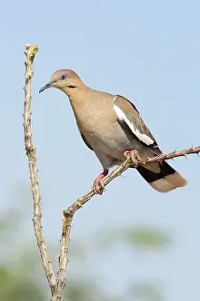 Zenaida: Western White-winged Dove