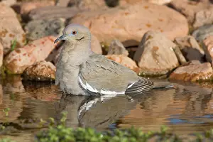 Zenaida: Western White-winged Dove