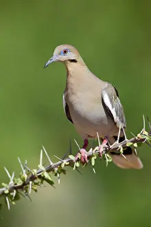 Zenaida: Western White-Winged Dove