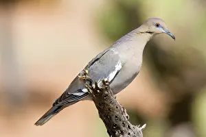 Zenaida: Western White-Winged Dove