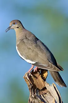 Zenaida: Western White-Winged Dove