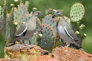 Zenaida: Western White-winged Doves