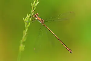 Spreadwing: Western Willow Spreadwing