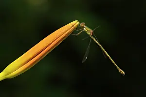 Spreadwing: Western Willow Spreadwing
