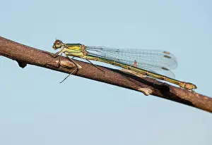 Viridis: Western Willow Spreadwing