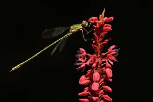Spreadwing: Western Willow Spreadwing