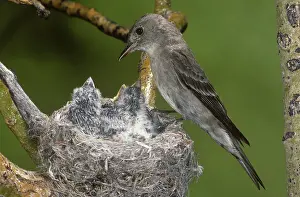 Contopus: Western Wood Peewee