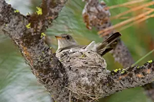 Contopus: Western Wood-Pewee