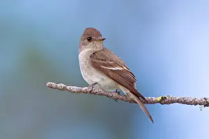 Contopus: Western Wood-Pewee