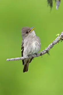 Contopus: Western Wood-Pewee