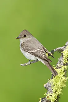 Contopus: Western Wood-Pewee