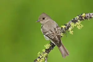 Contopus: Western Wood-Pewee