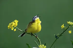 Flava: WESTERN YELLOW WAGTAIL