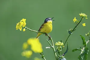 Flava: WESTERN YELLOW WAGTAIL