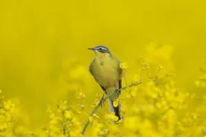 Stilt: Western yellow wagtail (Motacilla flava), male perched