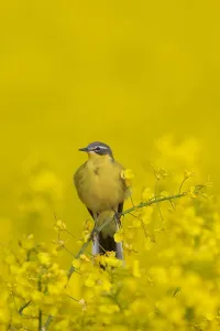 Stilt: Western yellow wagtail (Motacilla flava), male perched