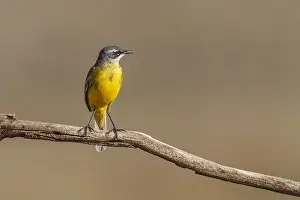 030517: Western Yellow Wagtail perched on a branch Castilla La M