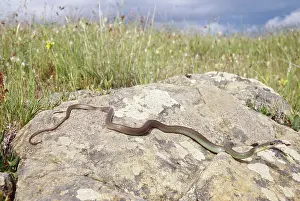 Sunning: Western Yellowbelly Racer