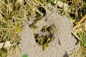 Pensylvanica: Western Yellowjacket - at entrance to nest. Sept