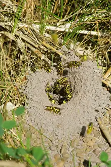 Pensylvanica: Western Yellowjacket - at entrance to nest. Sept