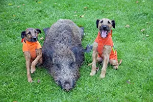 Westfalia: Westfalen Terrier - 2 hunting dogs and shot Wild