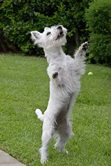 Agility: Westie puppy standing up