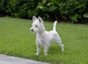 Leadership: Westie puppy standing on lawn