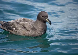 Westland: Westland Petrel