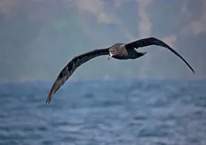 Westland: Westland Petrel - at sea, in flight