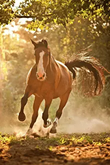 Westphalian: Westphalian mare, Bay with blaze, in galopp stride