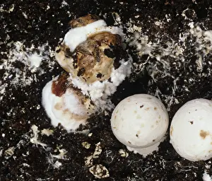 Distorted: Wet Bubble Disease damage to mushrooms