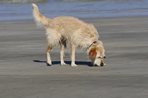 Soaked: Wet dog on a sandy beach
