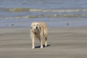 Soaked: Wet dog on a sandy beach