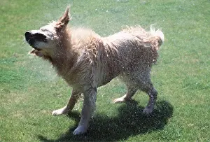 Drying: WET DOG - shaking itself in garden